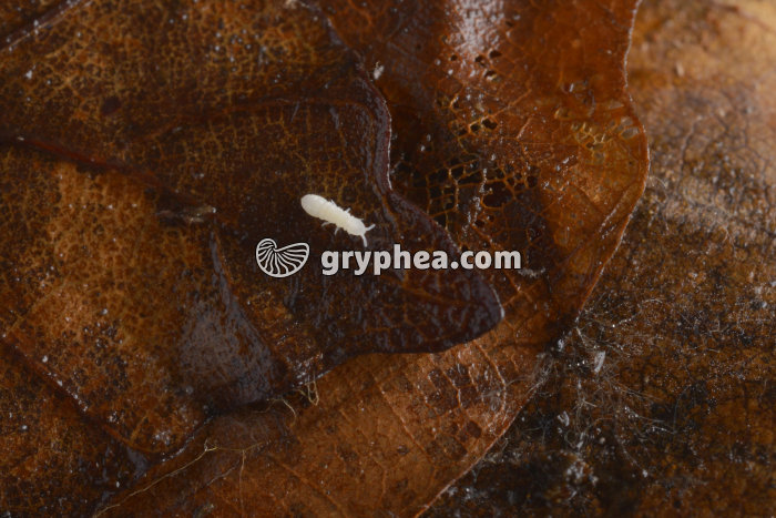 Protoure - gryphea.com